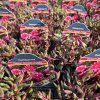 DELOSPERMA COOPERI 'DANCER PURPLE' kak2