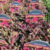 DELOSPERMA COOPERI 'DANCER PURPLE' kak