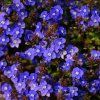 Veronica peduncularis 'Georgia Blue' ist2
