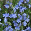 VERONICA PENDULARIS 'GEORGIA BLUE' (VERONIKA PREVISNUTÁ)_istock
