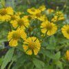 HELENIUM MARIACHI™ 'SOMBRERO' KAK1