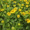 HELENIUM 'SOMBRERO kak'
