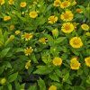 HELENIUM 'SOMBRERO' kak1
