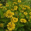 HELENIUM 'SOMBRERO' kak2