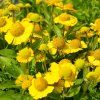 HELENIUM MARIACHI™ 'SOMBRERO' (HELÉNIUM)_istock