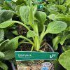 DIGITALIS PURPUREA 'POLLUX PEACH' kak1