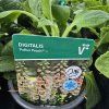 DIGITALIS PURPUREA 'POLLUX PEACH' kak