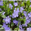 VINCA MINOR 'NIRA BLUE' shutt