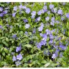 VINCA MINOR 'NIRA BLUE' shutt5
