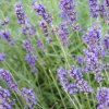 LAVANDULA INTERMEDIA 'PROVENCE' (LEVANDUĽA PROSTREDNÁ)_istock