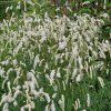 Sanguisorba 'Burr Blanc' ist2