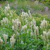 Sanguisorba 'Burr Blanc' ist3