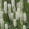 SANGUISORBA 'BURR BLANC' (KRVAVEC)_istock