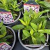 PHLOX PANICULATA 'EARLY BLUSH POP' kak1