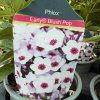 PHLOX PANICULATA 'EARLY BLUSH POP' kak2