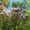PHLOX PANICULATA 'EARLY BLUSH POP' kak3