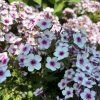 PHLOX PANICULATA 'EARLY BLUSH POP' kak4