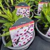 PHLOX PANICULATA 'EARLY BLUSH POP' kak