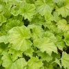 Heuchera 'World Caffé™ Lime Americano' ist1