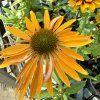 ECHINACEA 'BIG KAHUNA' - KAK