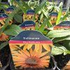 ECHINACEA 'BIG KAHUNA' kak1