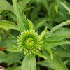 ECHINACEA 'BIG KAHUNA' kak4