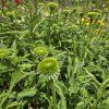 ECHINACEA 'BIG KAHUNA' _kak5