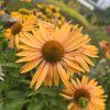 ECHINACEA 'BIG KAHUNA' kak6