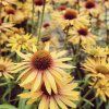ECHINACEA 'BIG KAHUNA' - IST