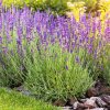 LAVANDULA ANGUSTIFOLIA_ist2