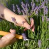 LAVANDULA ANGUSTIFOLIA_ist3