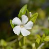 VINCA MINOR 'ALBA'_istock