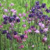 AQUILEGIA 'BARLOW MIX' (ORLÍČEK OBYČAJNÝ)_istock