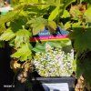 HEUCHERELLA 'DIAMOND REVOLUTION' kak2