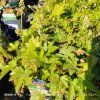 HEUCHERELLA 'DIAMOND REVOLUTION' kak3