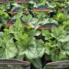 HEUCHERELLA 'DIAMOND REVOLUTION' kak
