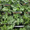 HEUCHERELLA 'DIAMOND REVOLUTION' kak1