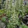 HEUCHERELLA 'DIAMOND REVOLUTION' kak1