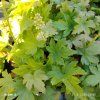 HEUCHERELLA 'DIAMOND REVOLUTION' kak
