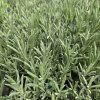 LAVANDULA ANGUSTIFOLIA 'EDELWEISS' kak1
