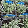 LAVANDULA ANGUSTIFOLIA 'EDELWEISS' kak