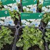 CAMPANULA CARPATICA 'PEARL WHITE' kak