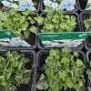 CAMPANULA CARPATICA 'PEARL WHITE' kak1