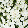 CAMPANULA CARPATICA 'PEARL WHITE' (ZVONČEK KARPATSKÝ)-istock