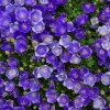 Campanula carpatica 'Pearl Deep Blue' ist2