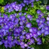 Campanula carpatica 'Pearl Deep Blue' ist3