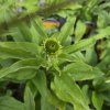 ECHINACEA 'PEARL YELLOW' kak1