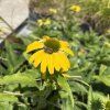 ECHINACEA 'PEARL YELLOW' kak2