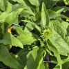 ECHINACEA 'PEARL YELLOW' kak