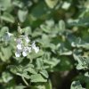 NEPETA FAASSENII 'SNOWFLAKE'_istock